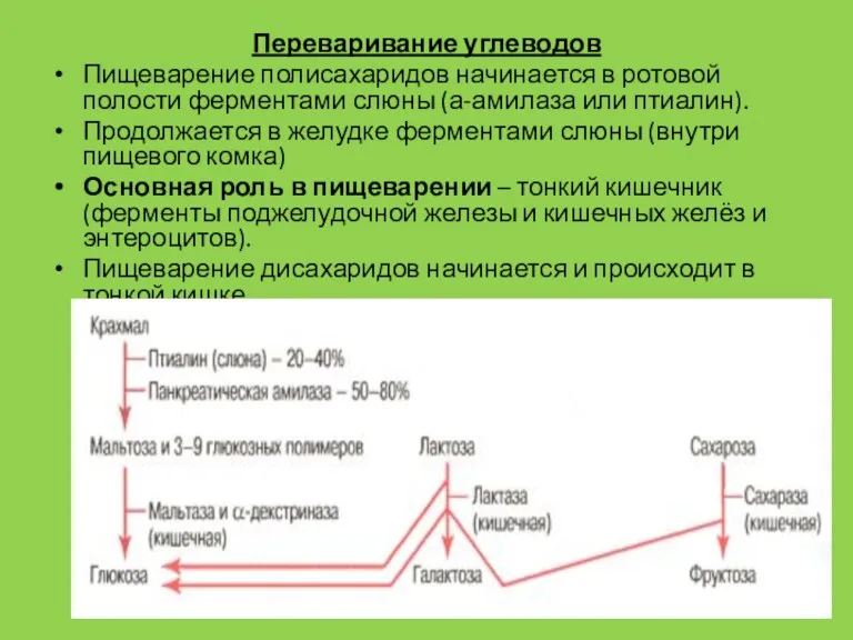 Переваривание углеводов Пищеварение полисахаридов начинается в ротовой полости ферментами слюны