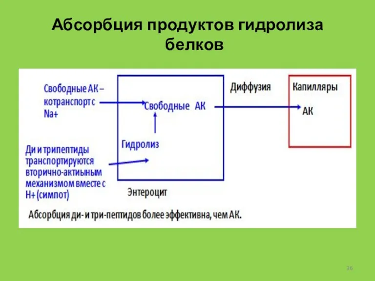 Абсорбция продуктов гидролиза белков