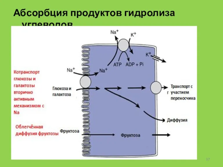 Абсорбция продуктов гидролиза углеводов