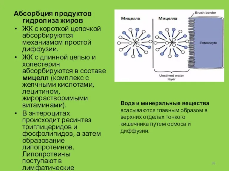 Абсорбция продуктов гидролиза жиров ЖК с короткой цепочкой абсорбируются механизмом