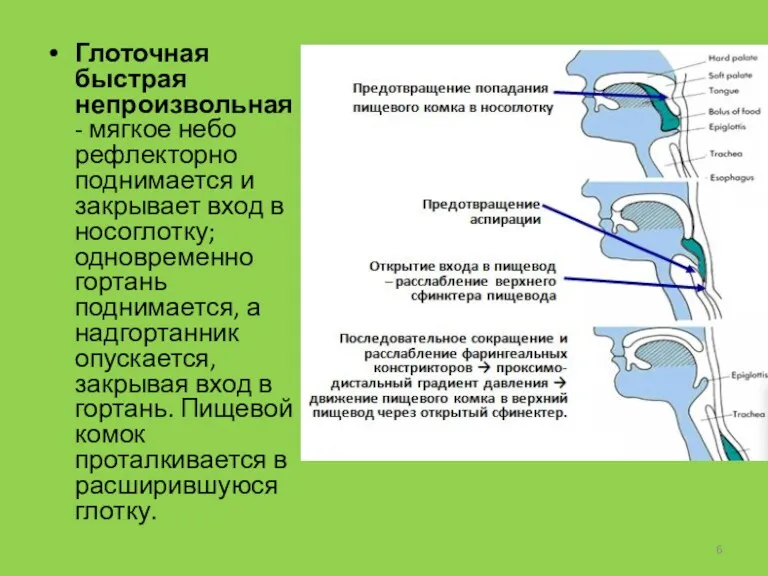 Глоточная быстрая непроизвольная - мягкое небо рефлекторно поднимается и закрывает