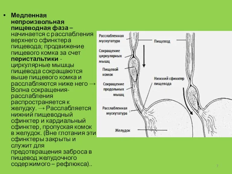 Медленная непроизвольная пищеводная фаза – начинается с расслабления верхнего сфинктера
