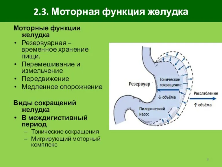 2.3. Моторная функция желудка Моторные функции желудка Резервуарная – временное