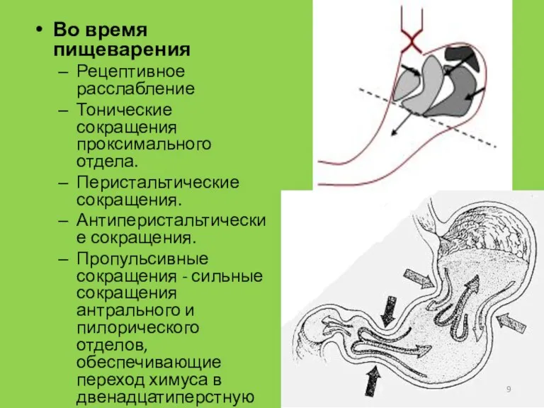 Во время пищеварения Рецептивное расслабление Тонические сокращения проксимального отдела. Перистальтические