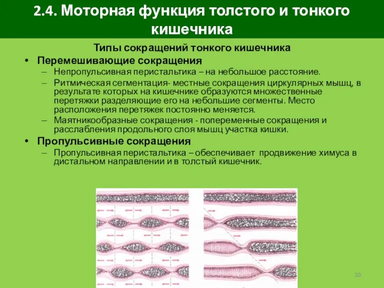 2.4. Моторная функция толстого и тонкого кишечника Типы сокращений тонкого