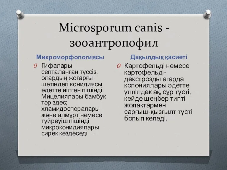 Міcrosporum canis - зооантропофил Микроморфологиясы Дақылдық қасиеті Гифалары септаланған түссіз, олардың жоғарғы шетіндегі