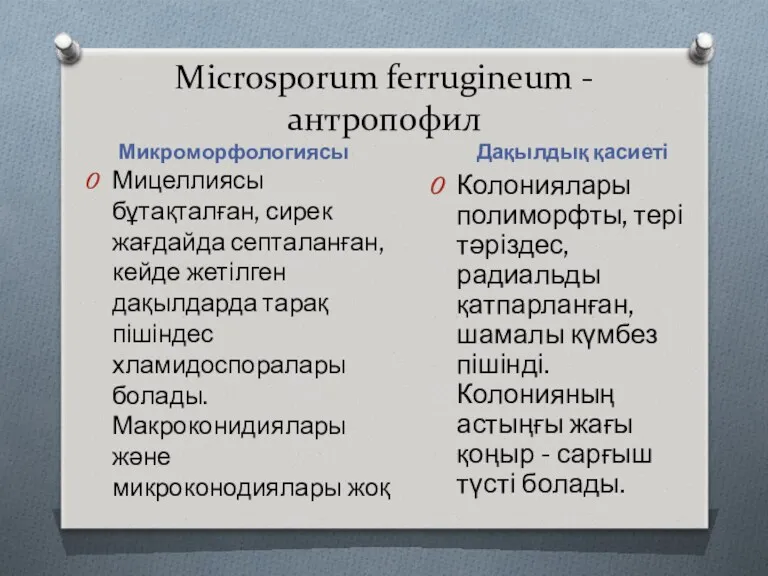 Місrosporum ferrugineum - антропофил Микроморфологиясы Дақылдық қасиеті Мицеллиясы бұтақталған, сирек жағдайда септаланған, кейде