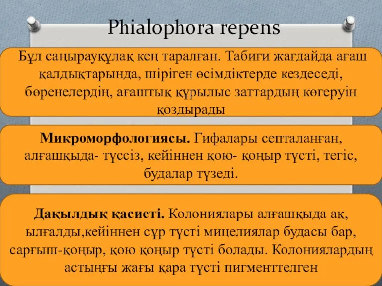 Рһіаlорһоrа rереns Бұл саңырауқұлақ кең таралған. Табиғи жағдайда ағаш қалдықтарында, шіріген өсімдіктерде кездеседі,бөренелердің,