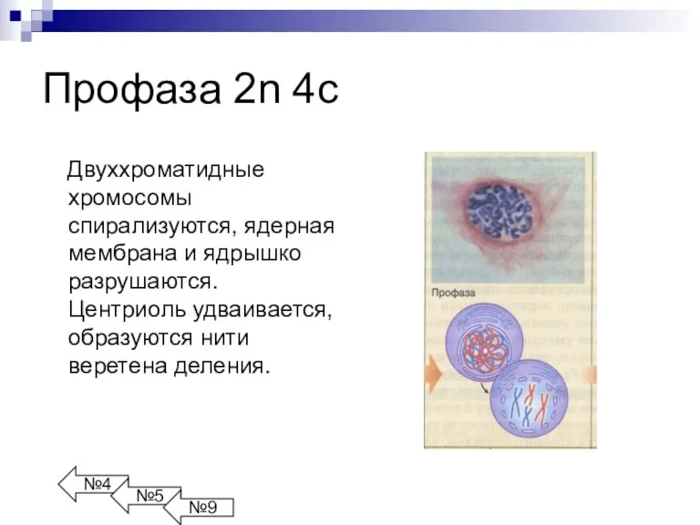 Профаза 2n 4с Двуххроматидные хромосомы спирализуются, ядерная мембрана и ядрышко