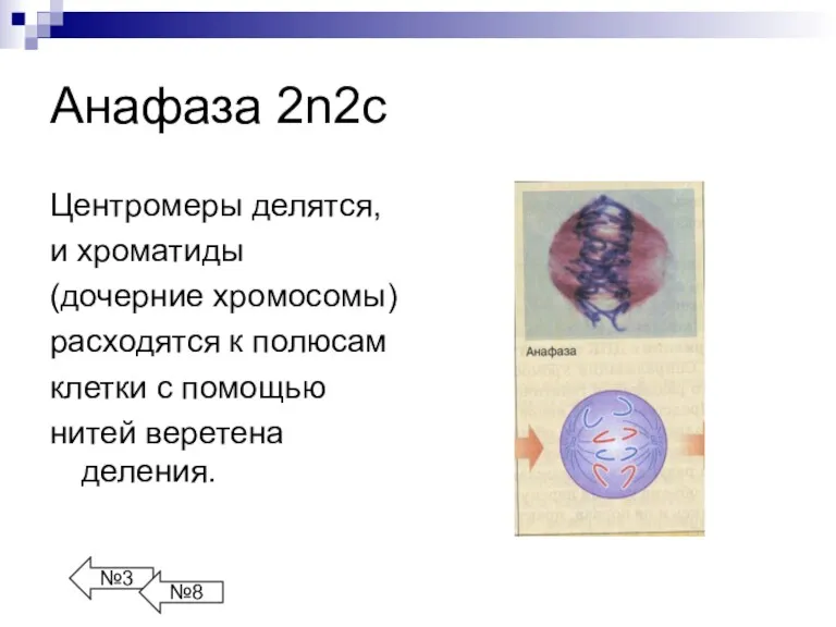 Анафаза 2n2с Центромеры делятся, и хроматиды (дочерние хромосомы) расходятся к