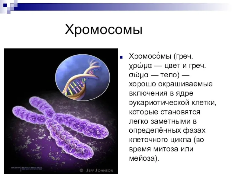 Хромосомы Хромосо́мы (греч. χρώμα — цвет и греч. σώμα —