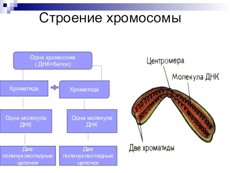 Строение хромосомы Одна хромосома ( ДНК+белок) Хроматида Хроматида Одна молекула