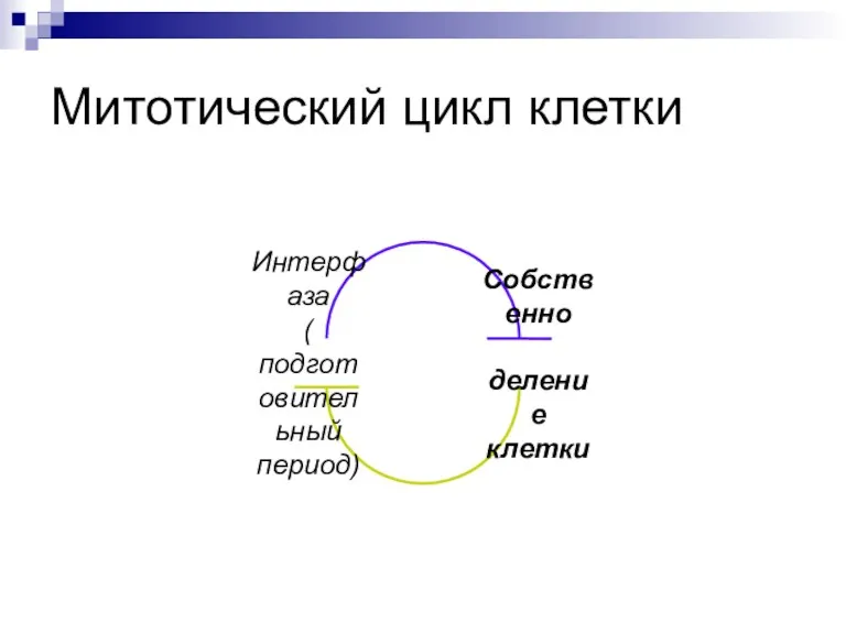 Митотический цикл клетки