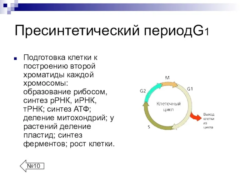 Пресинтетический периодG1 Подготовка клетки к построению второй хроматиды каждой хромосомы: