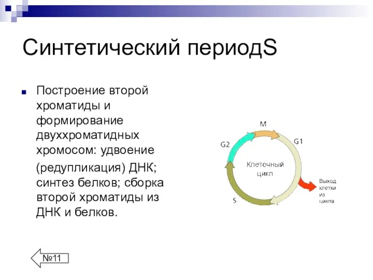 Синтетический периодS Построение второй хроматиды и формирование двуххроматидных хромосом: удвоение