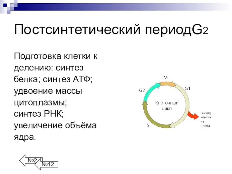 Постсинтетический периодG2 Подготовка клетки к делению: синтез белка; синтез АТФ;