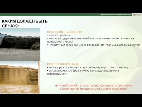 КАКИМ ДОЛЖЕН БЫТЬ СЕНАЖ? НАГРЕТЫЙ СЕНАЖ – ЭТО НЕ ТОЛЬКО