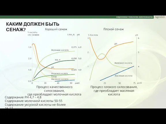 КАКИМ ДОЛЖЕН БЫТЬ СЕНАЖ? Процесс качественного силосования, где преобладает молочная