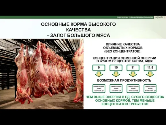 ОСНОВНЫЕ КОРМА ВЫСОКОГО КАЧЕСТВА – ЗАЛОГ БОЛЬШОГО МЯСА