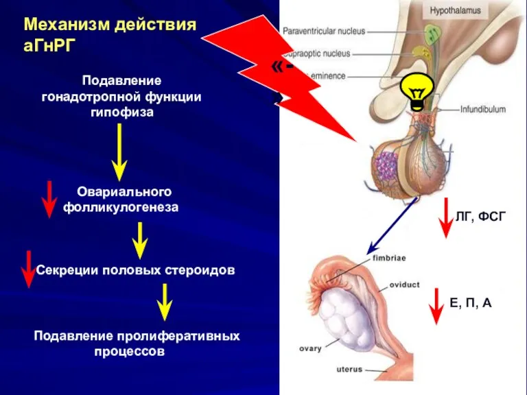 Подавление гонадотропной функции гипофиза Овариального фолликулогенеза «-» ЛГ, ФСГ Механизм