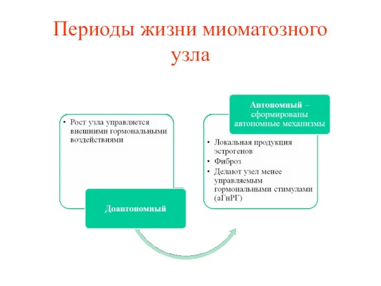 Периоды жизни миоматозного узла