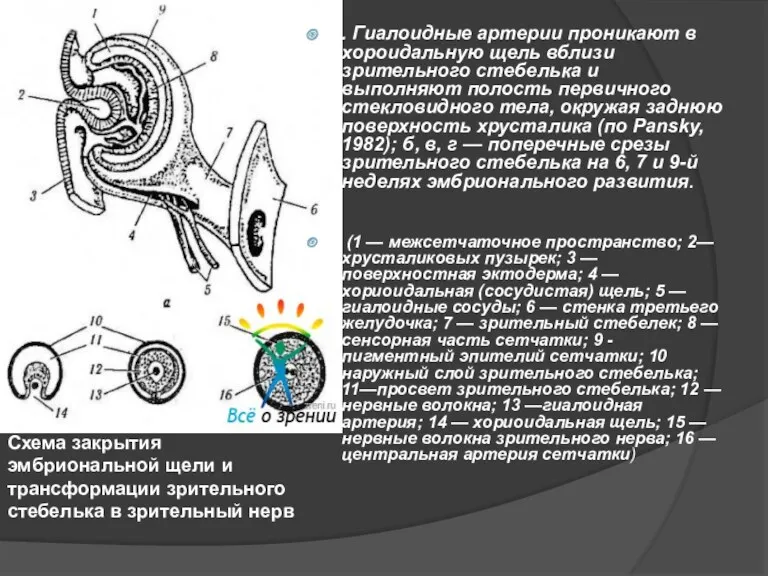 . Гиалоидные артерии проникают в хороидальную щель вблизи зрительного стебелька