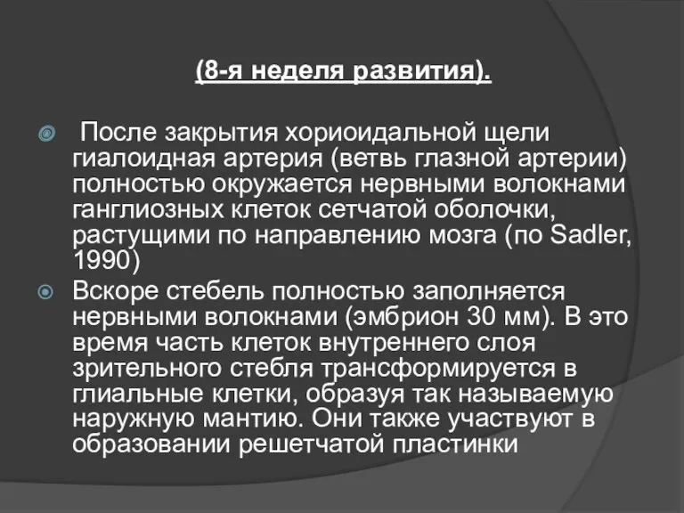 (8-я неделя развития). После закрытия хориоидальной щели гиалоидная артерия (ветвь