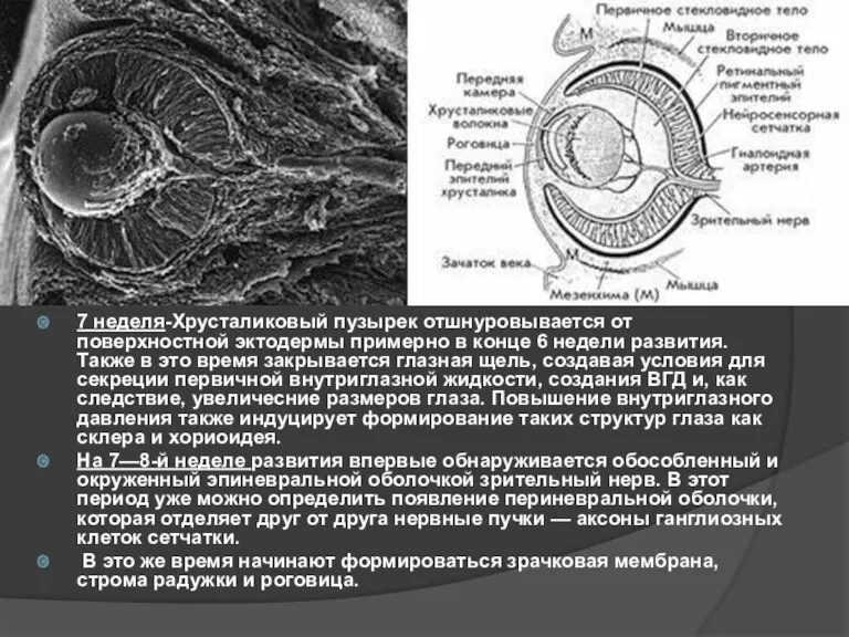 7 неделя-Хрусталиковый пузырек отшнуровывается от поверхностной эктодермы примерно в конце