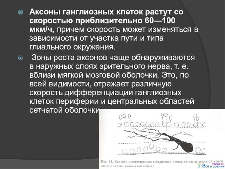 Аксоны ганглиозных клеток растут со скоростью приблизительно 60—100 мкм/ч, причем