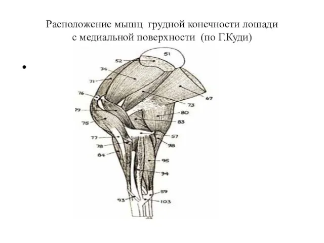 Расположение мышц грудной конечности лошади с медиальной поверхности (по Г.Куди)