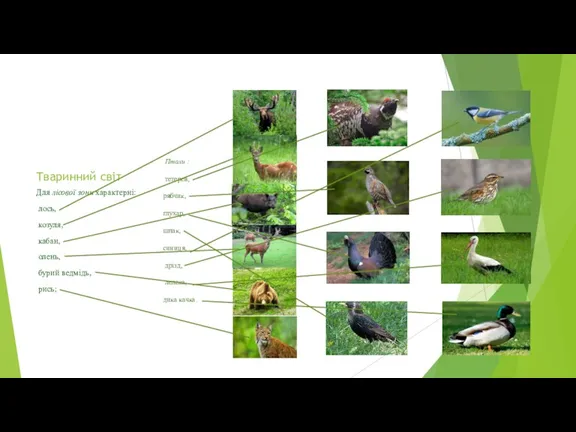 Тваринний світ Для лісової зони характерні: лось, козуля, кабан, олень,
