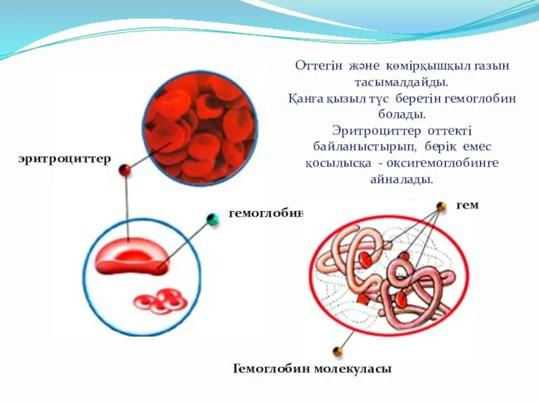 эритроциттер гемоглобин Оттегін және көмірқышқыл газын тасымалдайды. Қанға қызыл түс беретін гемоглобин болады.