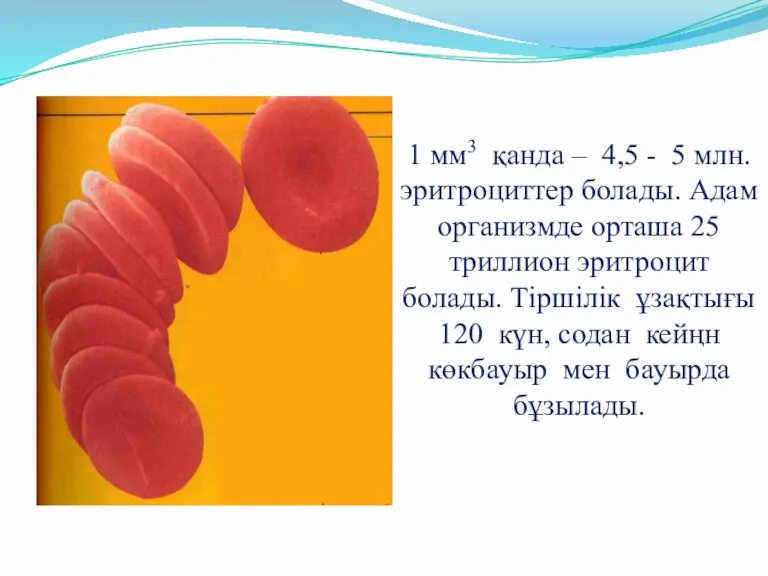 1 мм3 қанда – 4,5 - 5 млн. эритроциттер болады. Адам организмде орташа