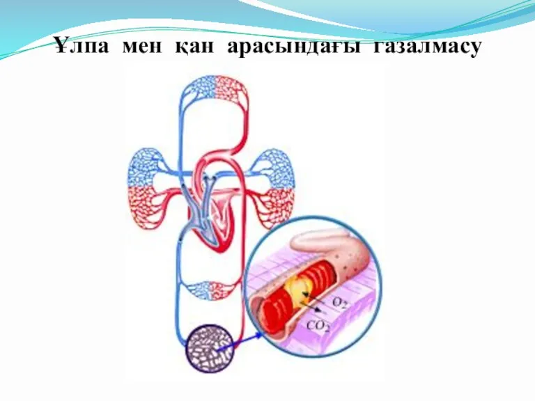 Ұлпа мен қан арасындағы газалмасу