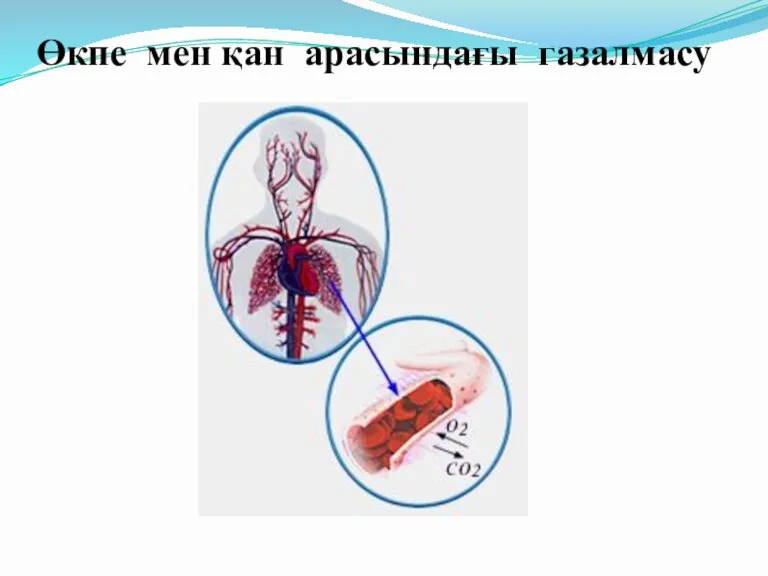 Өкпе мен қан арасындағы газалмасу