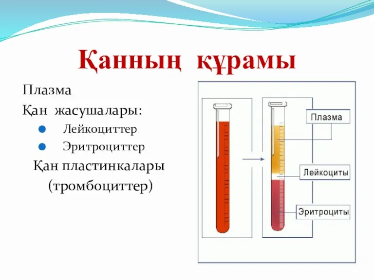 Қанның құрамы Плазма Қан жасушалары: Лейкоциттер Эритроциттер Қан пластинкалары (тромбоциттер)