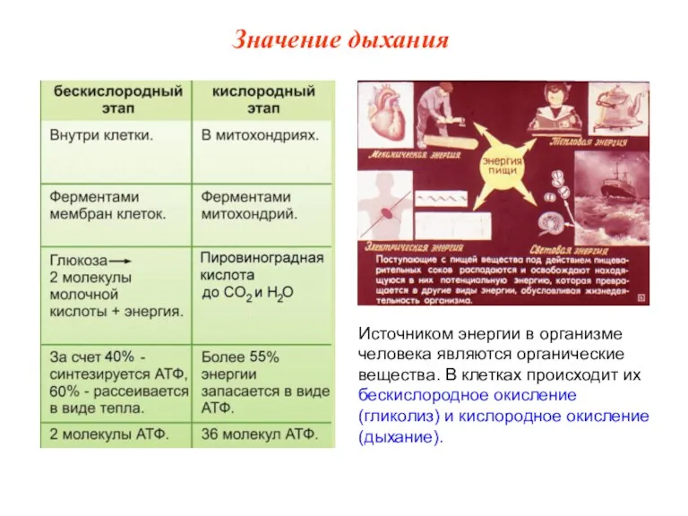 Источником энергии в организме человека являются органические вещества. В клетках