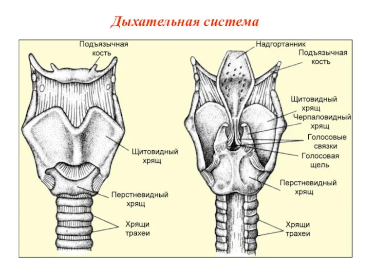 Дыхательная система