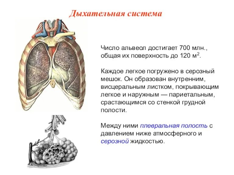 Число альвеол достигает 700 млн., общая их поверхность до 120