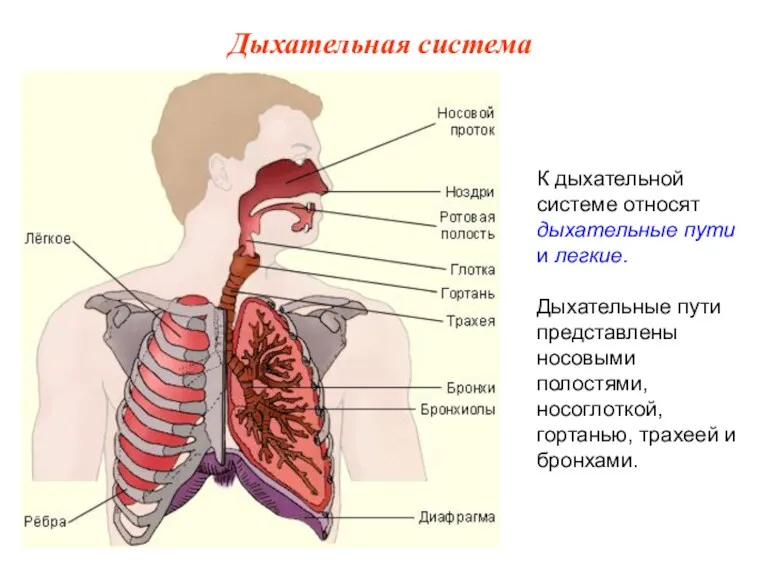 К дыхательной системе относят дыхательные пути и легкие. Дыхательные пути
