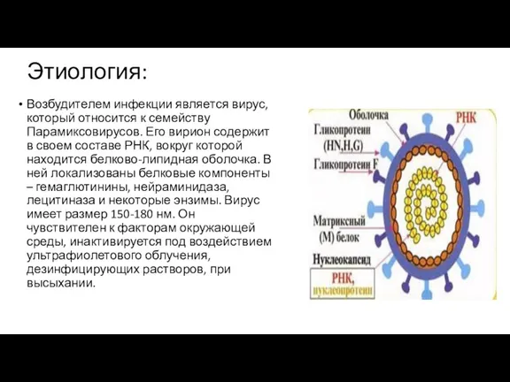 Этиология: Возбудителем инфекции является вирус, который относится к семейству Парамиксовирусов.