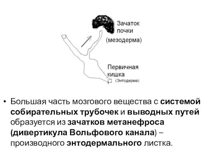 Большая часть мозгового вещества с системой собирательных трубочек и выводных