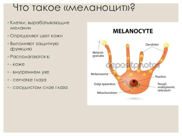 Что такое «меланоцит»? Клетки, вырабатывающие меланин Определяют цвет кожи Выполняют