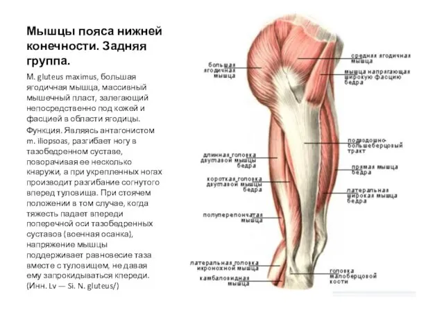 Мышцы пояса нижней конечности. Задняя группа. М. gluteus maximus, большая