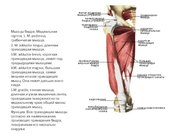 Мышцы бедра. Медиальная группа. 1. М. pectineus, гребенчатая мышца. 2.