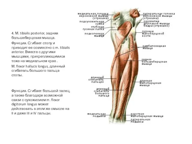 4. М. tibialis posterior, задняя большеберцовая мышца. Функция. Сгибает стопу