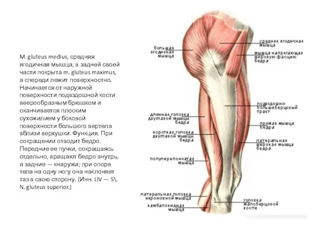 M. gluteus medius, средняя ягодичная мышца, в задней своей части