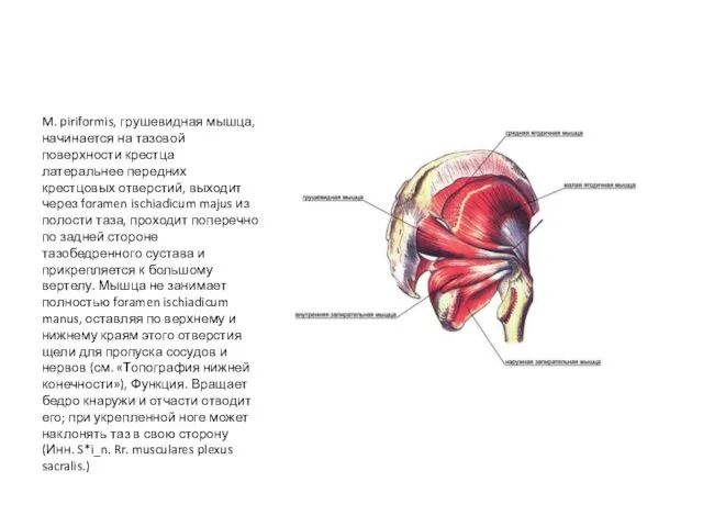 M. piriformis, грушевидная мышца, начинается на тазовой поверхности крестца латеральнее