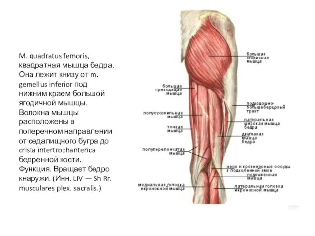 M. quadratus femoris, квадратная мышца бедра. Она лежит книзу от