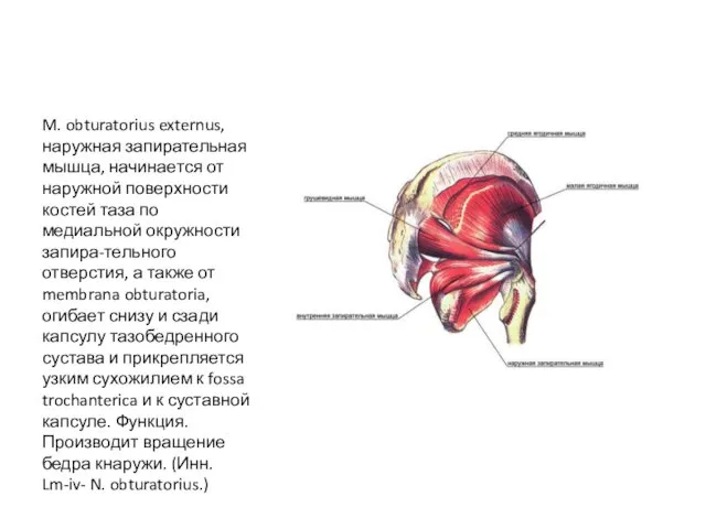 M. obturatorius externus, наружная запирательная мышца, начинается от наружной поверхности